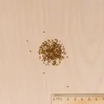Fleurs - Pensée Géante Lueur des Alpes - MEDIA_3D